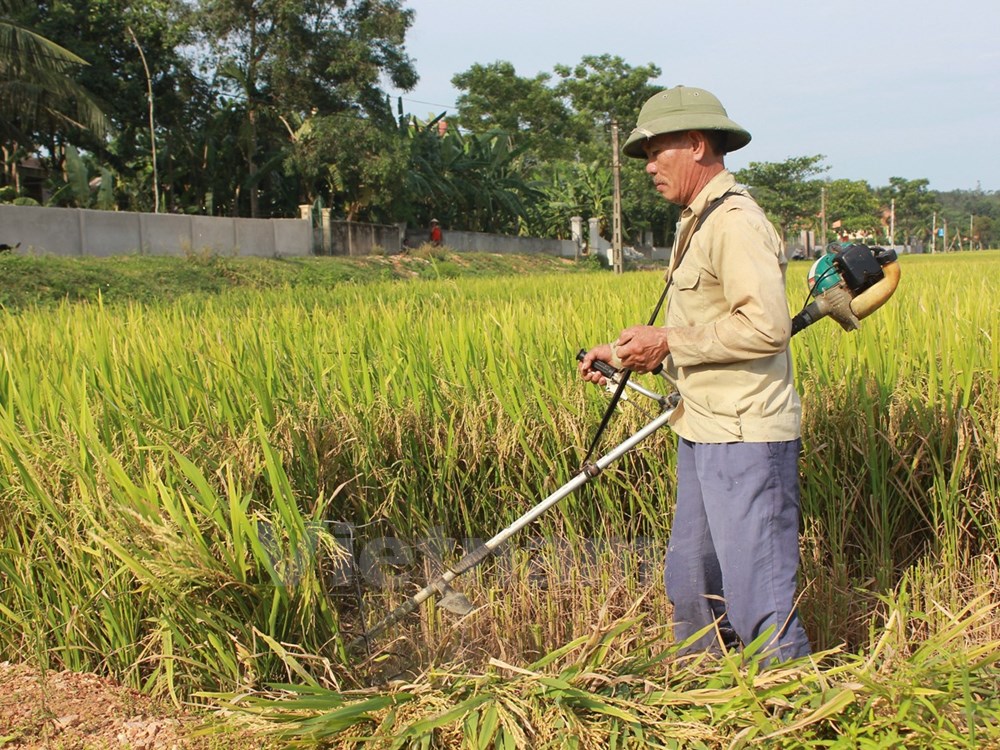 Central farmers improve rice-harvesting technology
